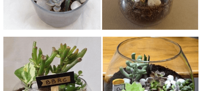Natural Plants as Corporate Gifts
