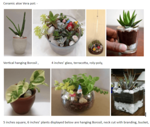 Ceramic Pots With Natural Plants