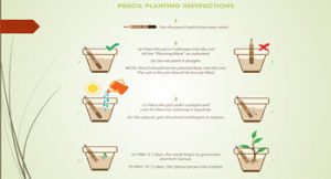 Pencil Planting Instructions
